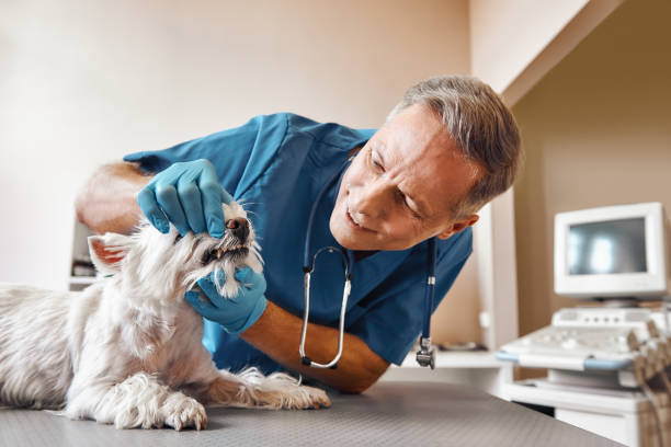 Best Urgent Dental Care in Ashland, CA